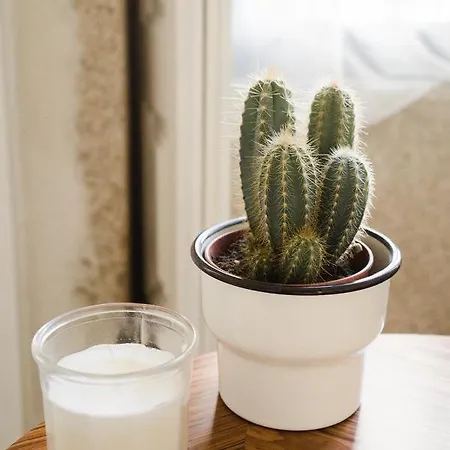 Cosy And Modern Flat In Porto